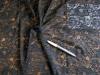 1m elastische All-Over-Spitze in schwarz Fb4000 - 1,35m